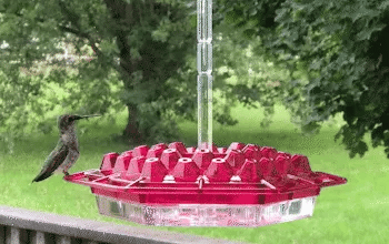 Ant Proof Hummingbird Feeder Outdoor Hanging