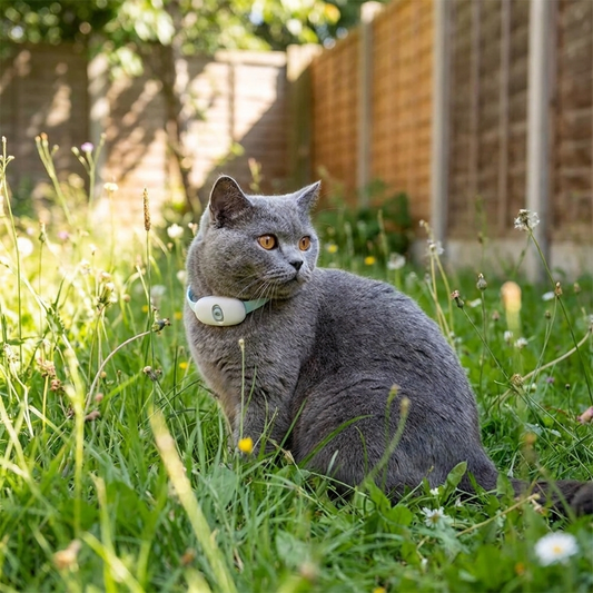 Interactive Laser Cat Collar with USB Charging lifestyle