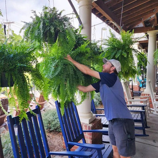 UV Resistant Lifelike Artificial Boston Fern